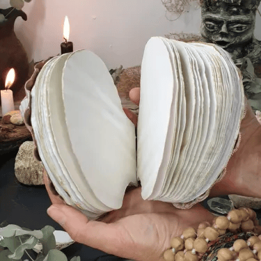 🔥HOT SALE NOW 49% OFF 🎁  - Abalone shell/Lion’s Paw shell/Scallop Shell journal