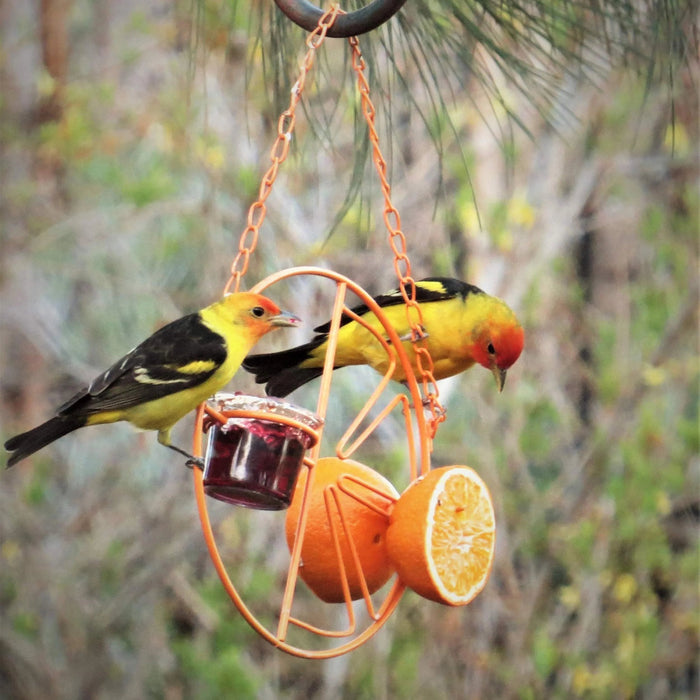 🔥HOT SALE NOW 49% OFF 🎁 -2-in-1 hanging hummingbird oriole feeder