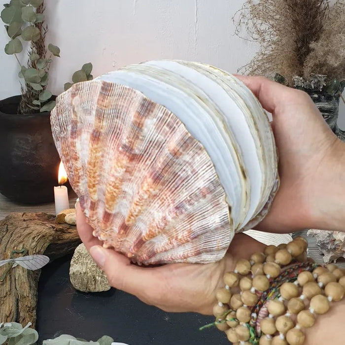 🔥HOT SALE NOW 49% OFF 🎁  - Abalone shell/Lion’s Paw shell/Scallop Shell journal